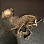 Opgezette taxidermie gemummificeerde kitten kat poes, Ophalen of Verzenden, Zo goed als nieuw, Opgezet dier