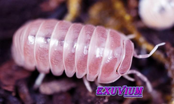 Armadillo officinalis Pink isopods / pissebedden, Dieren en Toebehoren, Insecten en Spinnen, Overige soorten