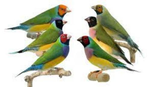 goulds, Dieren en Toebehoren, Vogels | Overige Vogels, Tropenvogel, Meerdere dieren, Geringd
