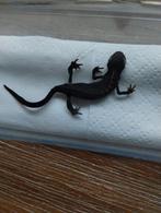 Opgezette geprepareerd dier salamder taxidermie, Verzamelen, Dierenverzamelingen, Ophalen of Verzenden, Reptiel of Amfibie, Opgezet dier