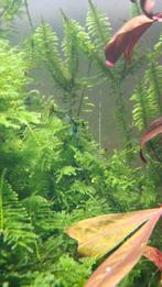 Groene rilis garnalen, Dieren en Toebehoren, Kreeft, Krab of Garnaal