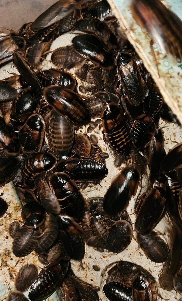 Dubia's kakkerlak voedseldieren, Dieren en Toebehoren, Insecten en Spinnen, Overige soorten