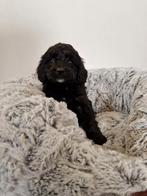 Mini bernedoodle pups te koop (Berner Sennen x Poedel, Dieren en Toebehoren, Poedel, Rabiës (hondsdolheid), 8 tot 15 weken, Meerdere