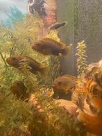 5 Roestbruine Mbuna ruilen tegen maanvissen, Dieren en Toebehoren, Vis