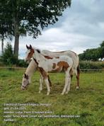 Lieve, makke appaloosa en bonte veulens, Meerdere dieren, Minder dan 160 cm, 0 tot 2 jaar