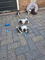 shihtzu choco pups, Dieren en Toebehoren, Honden | Chihuahua's en Gezelschapshonden, Rabiës (hondsdolheid), Overige rassen, 8 tot 15 weken