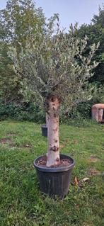 AANBIEDING Olijfboom 40jaar oud. OP=OP, Tuin en Terras, Planten | Bomen, In pot, Halfschaduw, Ophalen of Verzenden, 100 tot 250 cm