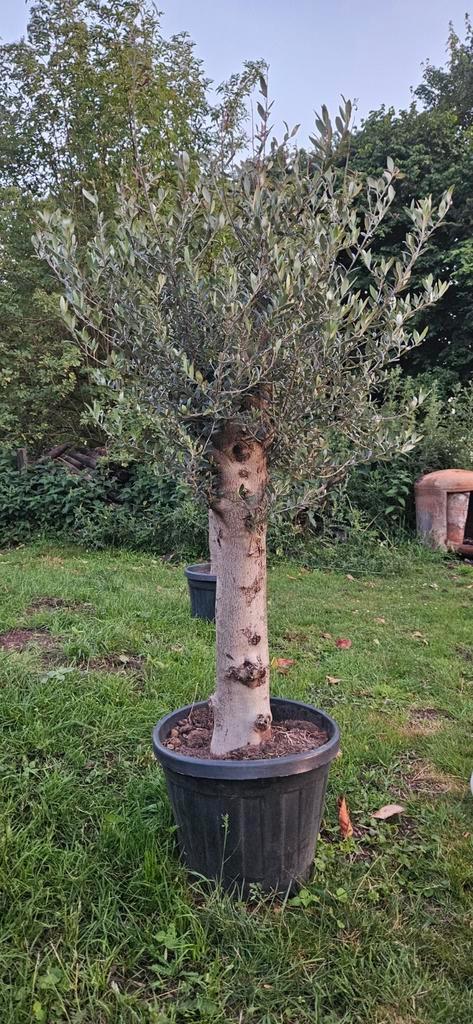 AANBIEDING Olijfboom 40jaar oud. OP=OP, Tuin en Terras, Planten | Bomen, Olijfboom, 100 tot 250 cm, Halfschaduw, Zomer, In pot