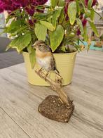 Prachtige nieuw opgezette Keep ( man ), Verzamelen, Dierenverzamelingen, Verzenden, Nieuw, Vogel, Opgezet dier