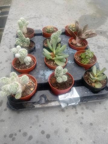 Cactussen & Vetplanten Mix beschikbaar voor biedingen