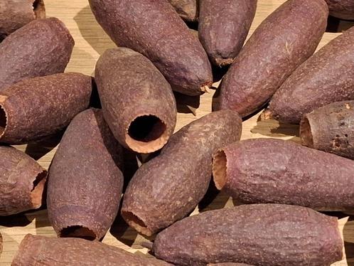 savu pods, Dieren en Toebehoren, Reptielen en Amfibieën | Toebehoren, Nieuw, Terrarium of Paludarium, Ophalen