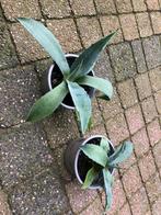 Jonge groene agave americana planten, Overige soorten, Volle zon, Vaste plant, Ophalen of Verzenden