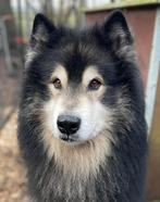 Alaskan Malamute Reu Herplaatser en enkele pups beschikbaar, 6 jaar of ouder, Rabiës (hondsdolheid), Eén hond, Nederland