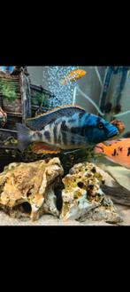 Malawi, Nimbochromis livinnstonii, Dieren en Toebehoren, Vissen | Aquariumvissen, Vis