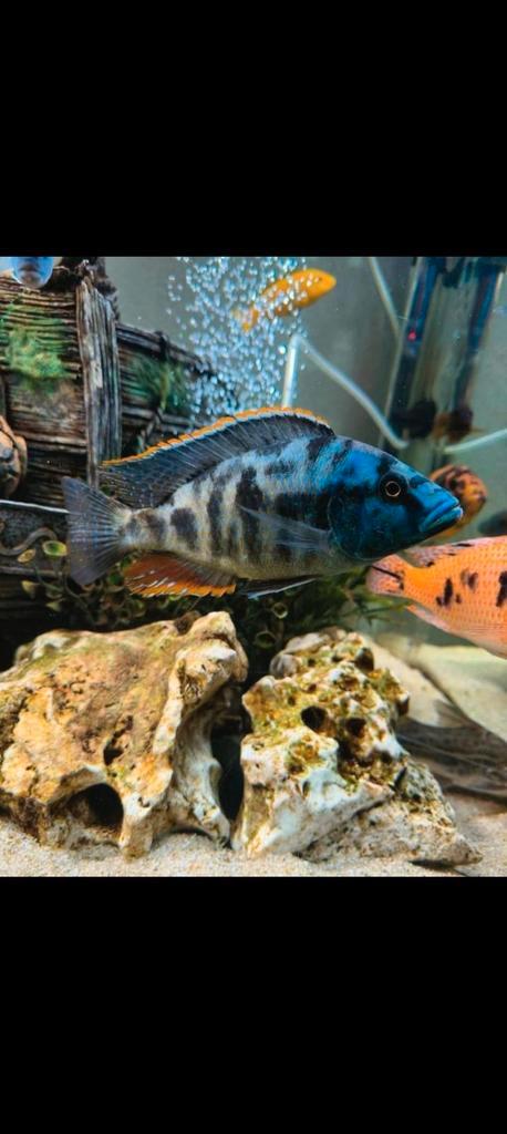 Malawi, Nimbochromis livinnstonii, Dieren en Toebehoren, Vissen | Aquariumvissen, Vis