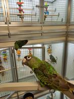Jardine papegaai, Dieren en Toebehoren, Vogels | Parkieten en Papegaaien, Vrouwelijk, Papegaai, Geringd