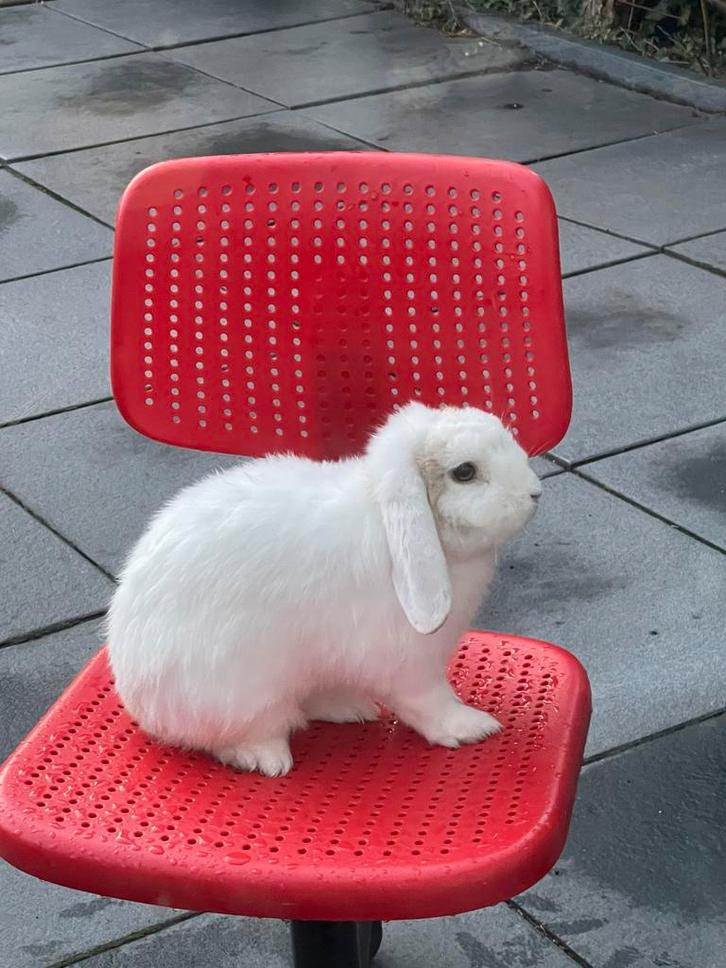 konijntje, Dieren en Toebehoren, Konijnen, Dwerg, Mannelijk