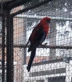Rosella's, Meerdere dieren, Parkiet
