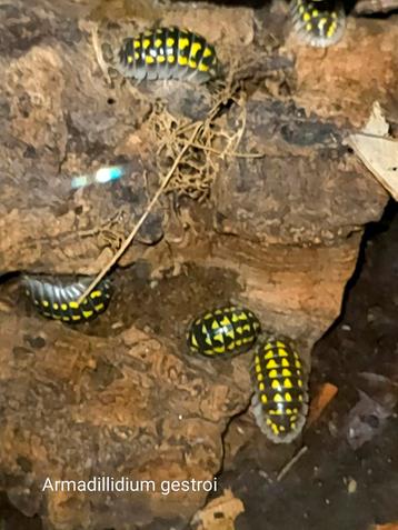Armadillidium gestroi beschikbaar voor biedingen