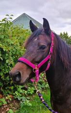 Knappe donkerbruine 5 jarige merrie v. Intro K onbeleerd, Dieren en Toebehoren, Merrie, Gechipt, Dressuurpaard, 3 tot 6 jaar