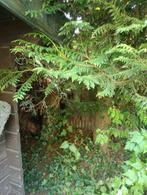Stammen (haard)hout coniferen hout meter stukken Eindhoven, Minder dan 3 m³, Ophalen of Verzenden