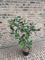 Compacte wintergroene magnolia, Volle zon, Vaste plant, Zomer, Ophalen
