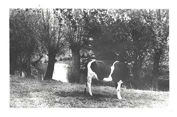 975813 Epen 1947 De Geul Koe Gelopen met postzegel beschikbaar voor biedingen