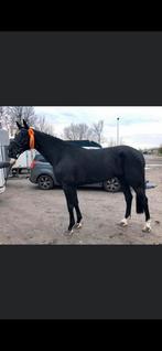 Merrie el salvador x ircolando ( springen), Dieren en Toebehoren, Paarden, Merrie, Springpaard, 11 jaar of ouder