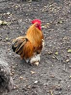 Sabelpootkriel haan en cochin haan, Dieren en Toebehoren, Mannelijk, Kip