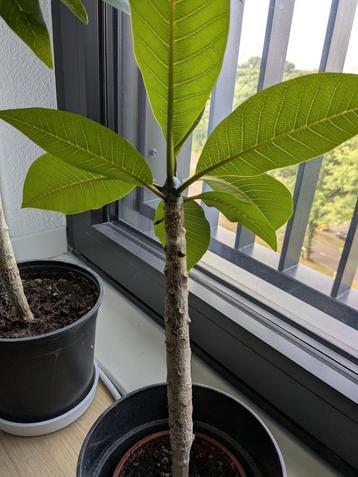 Frangipani Plumeria 25cm beschikbaar voor biedingen