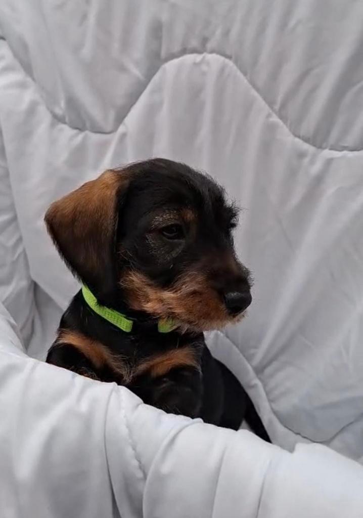 Ruwharige dwergteckel puppy's, Dieren en Toebehoren, Honden | Teckels en Dashonden, Meerdere dieren, Ruwhaar, Dwerg, Particulier