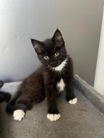 Britse korthaar kittens half, Geslacht onbekend, Ontwormd, 0 tot 2 jaar
