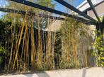 Bamboe, Tuin en Terras, Planten | Struiken en Hagen, Ophalen of Verzenden, Bamboe, 250 cm of meer