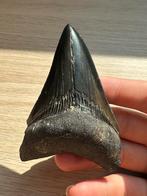 Zwarte Megalodon Tand 10cm - USA, Verzamelen, Mineralen en Fossielen, Ophalen of Verzenden, Fossiel