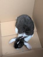 Franse hangoor rammetjes, Dieren en Toebehoren, Mannelijk, Groot, Hangoor, 0 tot 2 jaar