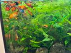 Platy vissen, Dieren en Toebehoren, Vis, Zoetwatervis, Schoolvis