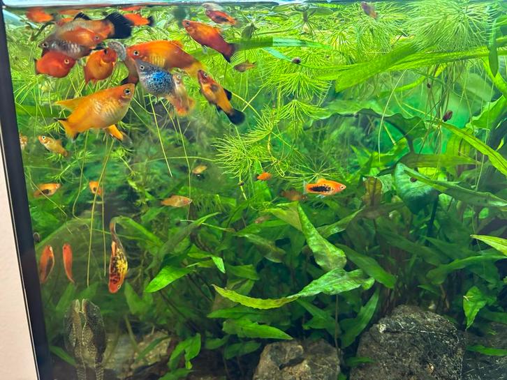 Platy vissen, Dieren en Toebehoren, Vissen | Aquariumvissen, Zoetwatervis, Vis, Schoolvis