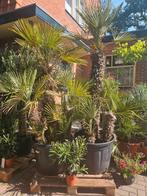 Multistam Chamaerops palmboom: stam 120cm, totaal 250cm+, Volle zon, Ophalen of Verzenden, 100 tot 250 cm, Zomer