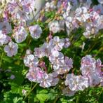 Geranium vaste planten soorten, Ophalen of Verzenden, Zomer, Halfschaduw