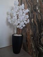 Bloesemboom, Ophalen, Nieuw