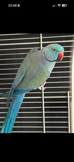 Bewezen koppel halsbandparkieten, Dieren en Toebehoren, Meerdere dieren, Parkiet, Geringd