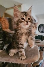 Maine coon kitten zoekt personeel, Dieren en Toebehoren, Katten en Kittens | Raskatten | Langhaar, Gechipt, 0 tot 2 jaar, Kater