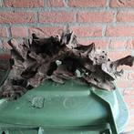 Groot stuk kienhout aquarium, Ophalen of Verzenden, Plant(en), Steen of Hout