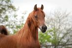 Grote arabisch volbloed hengst, Dieren en Toebehoren, Paarden, Hengst, Minder dan 160 cm, 3 tot 6 jaar