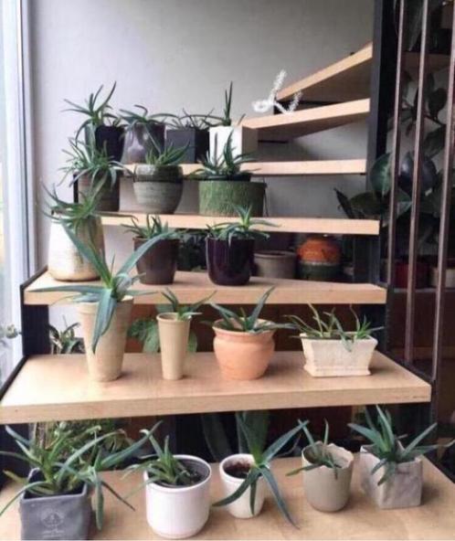 De stekjes zonder of in de pot bloempotten diverse maten, Huis en Inrichting, Kamerplanten, Vetplant, Minder dan 100 cm, Bloeiende kamerplant
