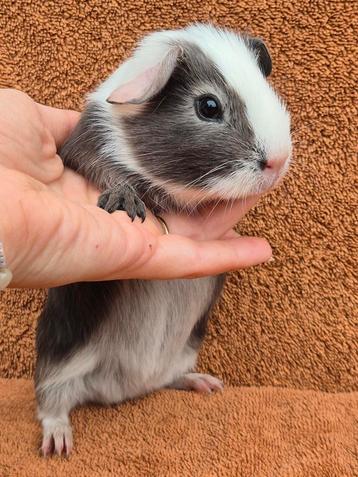 Blauw zilvervos bont apart bijzonder speciaal grijs  beschikbaar voor biedingen