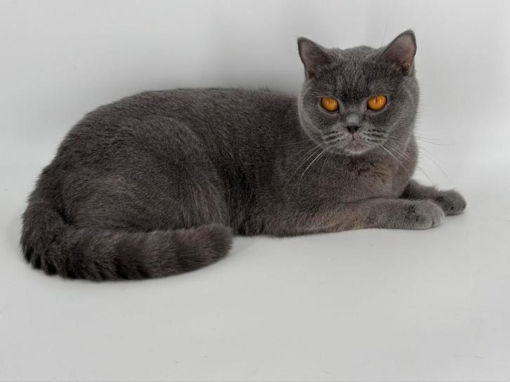 Brits Korthaar poes / Britse korthaar poes, Dieren en Toebehoren, Katten en Kittens | Raskatten | Korthaar, Poes, Ingeënt