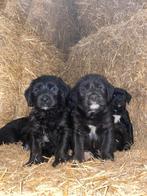 8 mooie pups. Engelse bulldog x Labradoodle, Dieren en Toebehoren, Honden | Niet-rashonden, 8 tot 15 weken, Meerdere, Meerdere dieren