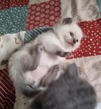 Britse korthaar kittens, Dieren en Toebehoren, Katten en Kittens | Raskatten | Korthaar, Meerdere dieren, Ontwormd, 0 tot 2 jaar