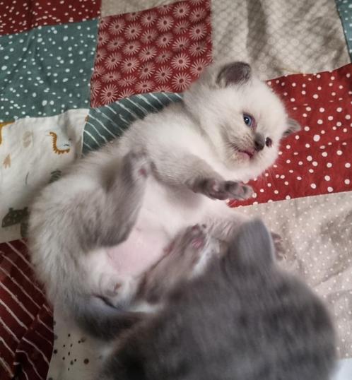 Britse korthaar kittens, Dieren en Toebehoren, Katten en Kittens | Raskatten | Korthaar, Meerdere dieren, 0 tot 2 jaar, Ontwormd